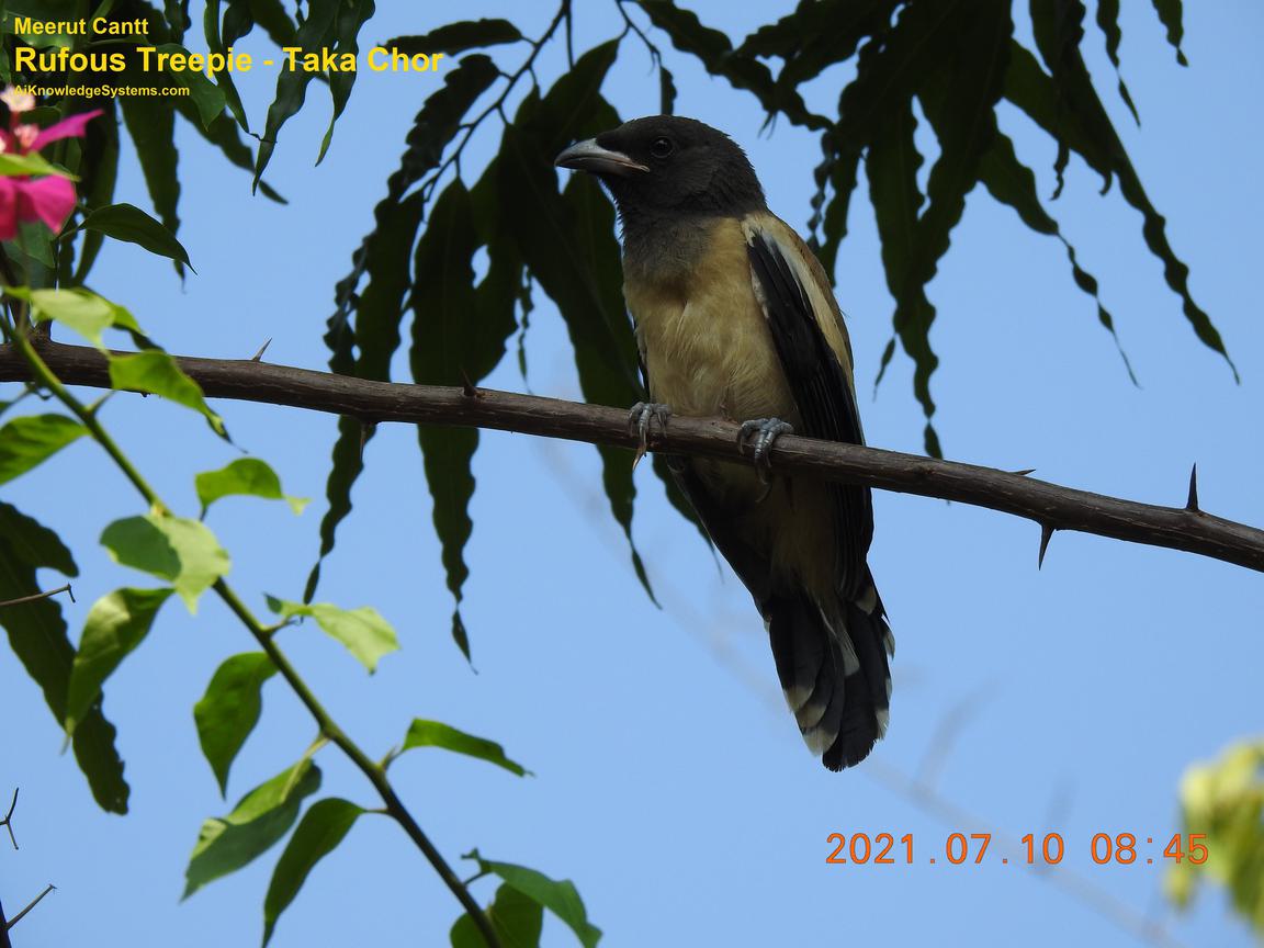 Rufous Treepie (63) Coming Soon